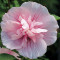 Hibiscus syr. &#039;Pink Chiffon&#039; ? trandafir chinezesc, zamosita - 15 lei