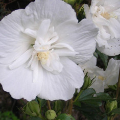 Hibiscus syr. &amp;#039;White Chiffon&amp;#039; ? trandafir chinezesc, zamosita foto