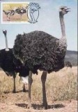 C5258 - - Africa de sud-vest 1995 - carte maxima