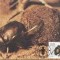 1877 - Africa de sud-vest 1987 - carte maxima