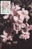C3603 - Transkei 1990 - carte maxima