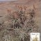 1902 - Transkei 1986 - carte maxima