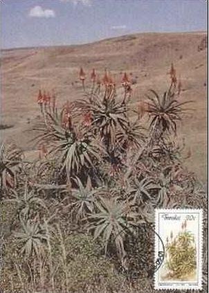 1902 - Transkei 1986 - carte maxima
