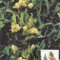 C3604 - Transkei 1991 - carte maxima