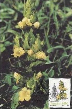 C3604 - Transkei 1991 - carte maxima