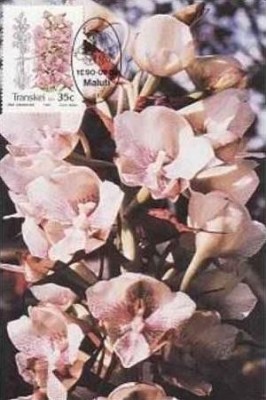 C3600 - Transkei 1990 - carte maxima foto