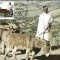 1916 - Transkei 1984 - carte maxima