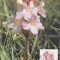 C3606 - Transkei 1991 - carte maxima