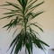 Yucca de interior, inaltime 2,3m