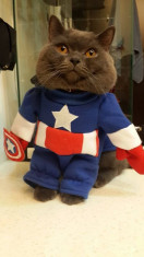 Costum Captain America pt pisica / catel haina pisici caine catelus caini +CADOU foto
