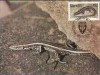 1949 - Venda 1986 - carte maxima