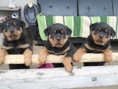 Vand pui rottweiler foto