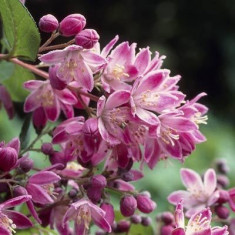 Deutia roz - Deutzia hybrida Strawberry Fields foto