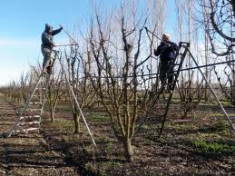 Taieri si stropiri pomi fructiferi si arbori foto