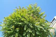 CENUSER - Ailanthus altissima 6 lei foto