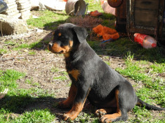 Vand catei rottweiler cu pedigree foto