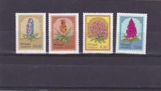 Flora locala ,Madeira. foto