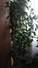 Vand ficus de apartament foto