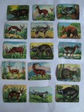 LOT 15 CARTONASE SCOLARE ANIMALE SALBATICE 6 X 8 CM DIN ANII 30