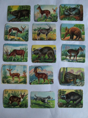 LOT 15 CARTONASE SCOLARE ANIMALE SALBATICE 6 X 8 CM DIN ANII 30 foto