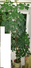 Planta exotica Ficus/ Arbore de cauciuc vand sau schimb foto