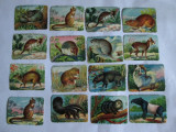 LOT 16 CARTONASE SCOLARE ANIMALE SALBATICE 6 X 8 CM DIN ANII 30