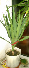 Planta Yucca vand sau schimb foto