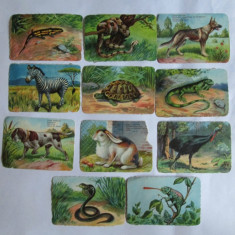 LOT 11 CARTONASE SCOLARE CU ANIMALE 8 X 12 CM DIN ANII 30