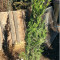 Leylandii Plante ornamentale,gradina,pomi.