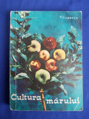 FL.LUPESCU - CULTURA MARULUI ( INFIINTAREA LIVEZILOR DE MAR * PORTALTOII MARULUI ) - EDITURA AGRO-SILVICA - BUCURESTI - 1968 foto