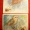 Set 5 Maxime - Fauna- PASARI- URSS 1979