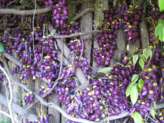 Seminte si plante rare * Mucuna Macrocarpa -Mucuna cu Frunza ruginie* 1 samanta foto