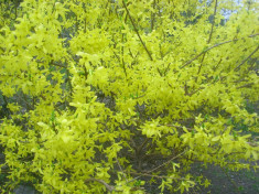 Forsythia foto