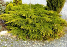 IENUPAR GALBEN - Juniperus chinensis Kuriwao Gold - 12 lei foto