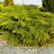 IENUPAR GALBEN - Juniperus chinensis Kuriwao Gold - 12 lei