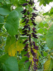 Seminte rare * Mucuna Pruriens *Farmacia verde - 1 samanta /plic foto