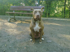 Prenotare monta APBT red-nose foto