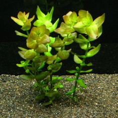 Bacopa Caroliniana foto