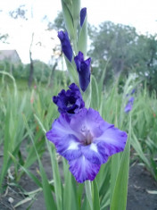 Gladiole bulbi Blue Isle foto