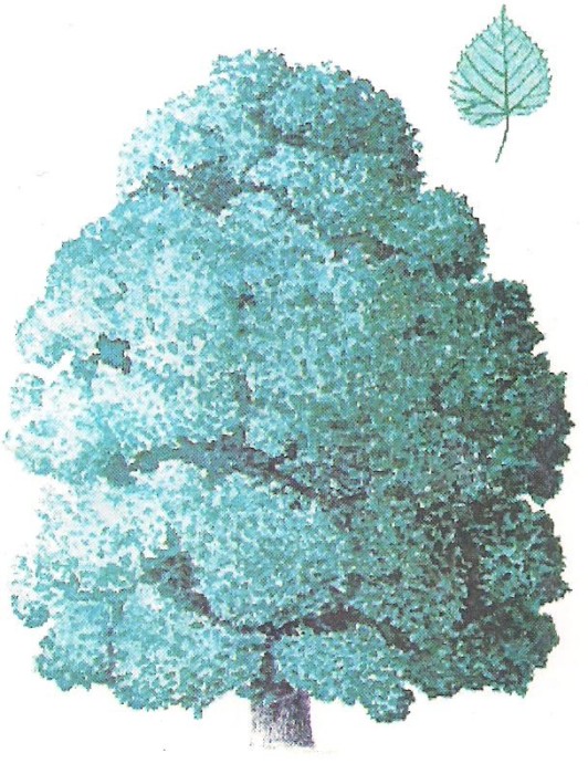 % carte postala (ilustrata)-ARBORI-Tei