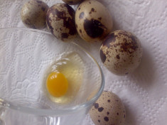 Oua de Prepelita pentru consum si tratament foto