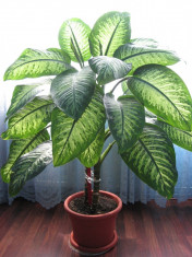 Vand Dieffenbachia foto