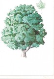 % carte postala (ilustrata)-ARBORI-Paltin