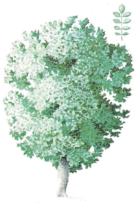 % carte postala (ilustrata)-ARBORI-Frasin