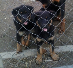 Vand pui Rottweiler foto