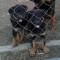 Vand pui Rottweiler