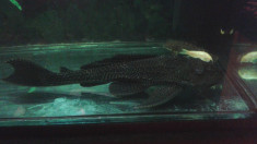 Pesti Sanitari Hypostomus Plecostomus mari foto