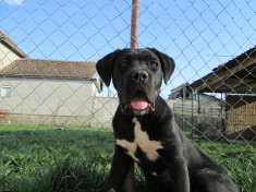 Pui cane corso cu pedigree, pentru pretentiosi foto