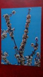 Vedere - Carte postala - Felicitare flora, Circulata