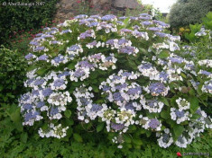 HORTENSIE - Hydrangea macrophylla Libelle - 15 lei foto